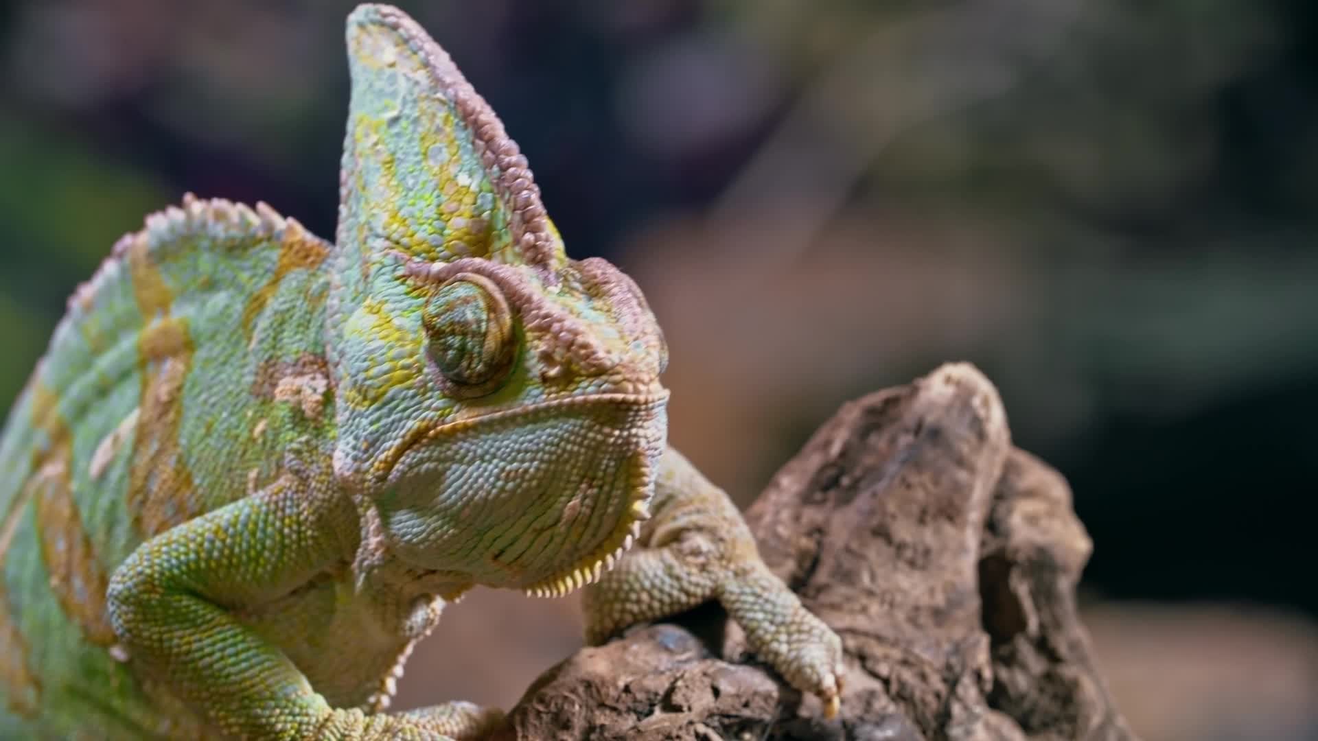 cameleon.mp4